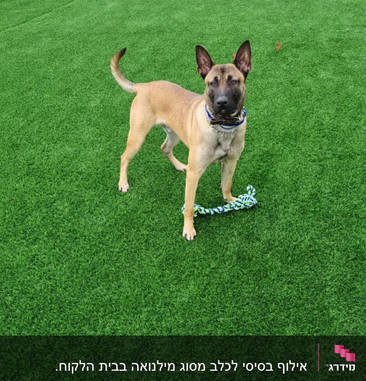 כלב עם חבל צעצוע על דשא ירוק